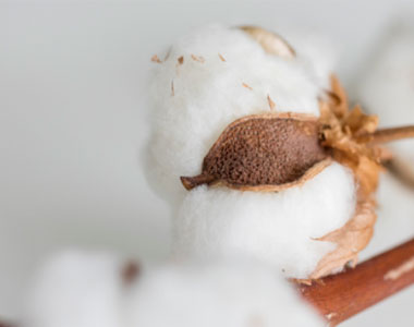 【转基因定性&定量】海恩斯坦开发新方法检测有机棉转基因类型及含量！